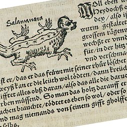 Auszug aus einer alten Schrift zum Feuersalamander (Quelle: Konrad Lykosthenes, 1518–1561; Bay. Staatsbibliothek)