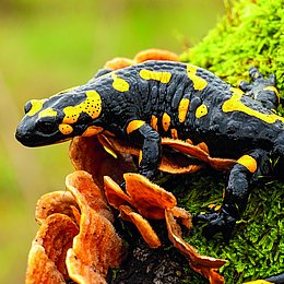 Ein Feuersalamander sitzt auf einem Moospolster (Foto: WildMedia/stock.adobe.com)